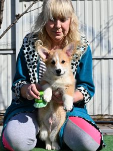 Цуценя вельш коргі пемброк 3 місяці