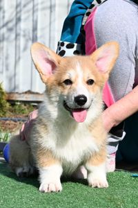 Цуценя вельш коргі пемброк 3 місяці