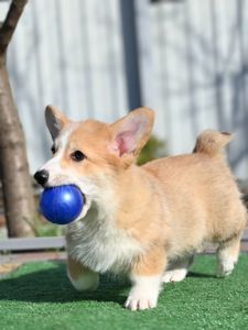 Цуценя вельш коргі пемброк 3 місяці