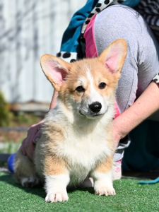 Цуценя вельш коргі пемброк 3 місяці