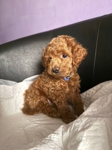 Щенок пуделя 4 месяца