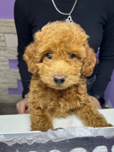 Щенок пуделя 4 месяца