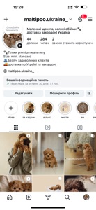 Розкішний хлопчик мальтипу Ф1, супер міні