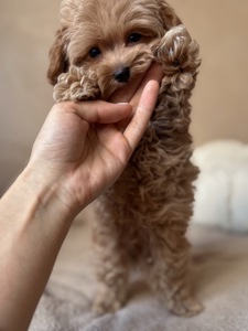 Розкішний хлопчик мальтипу Ф1, супер міні