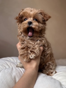 Розкішний хлопчик мальтипу Ф1, супер міні