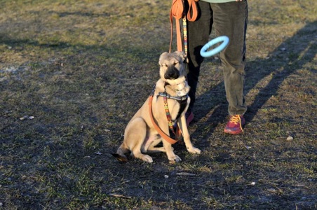 Цуценя Ларго