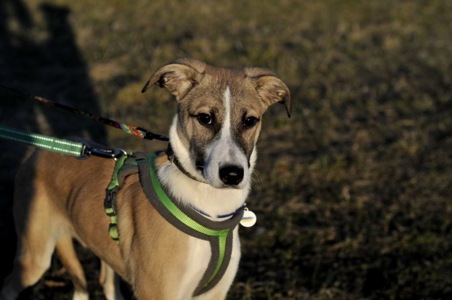 цуценя Голда