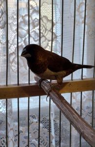 Японська амадина