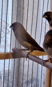 Японська амадина