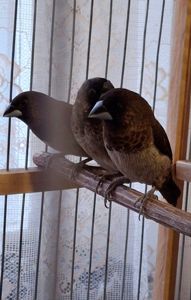 Японська амадина