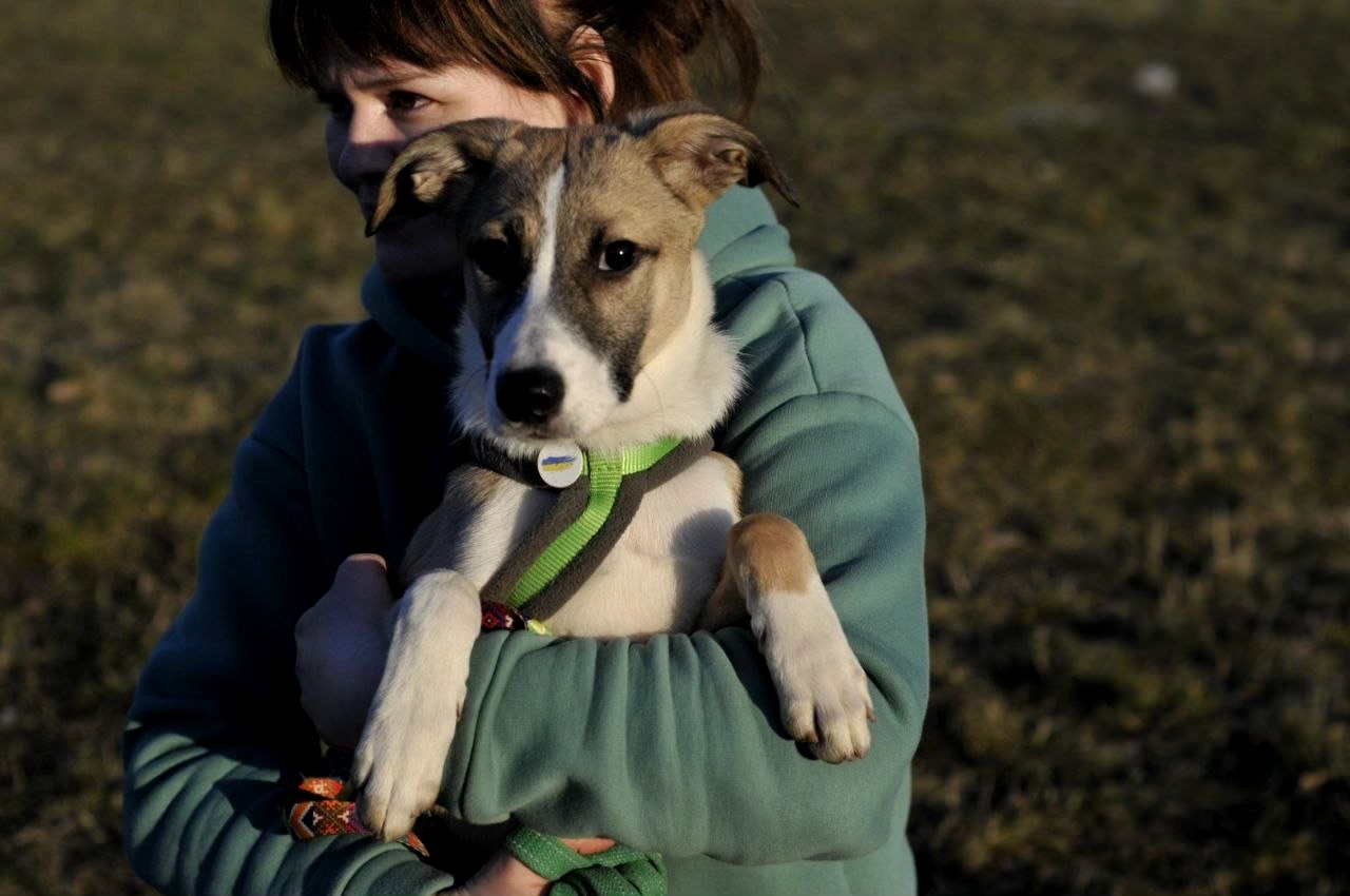 цуценя Голда