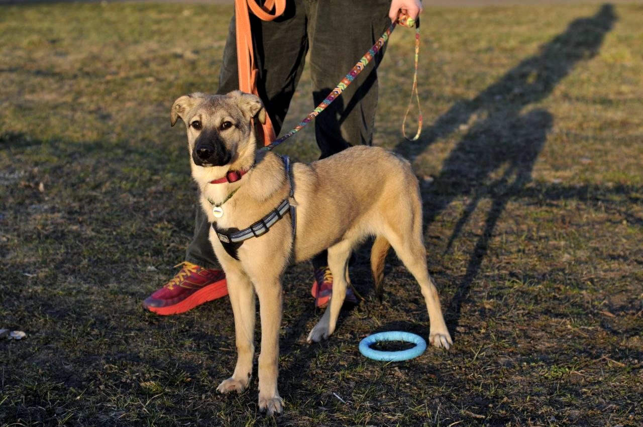 Цуценя Ларго