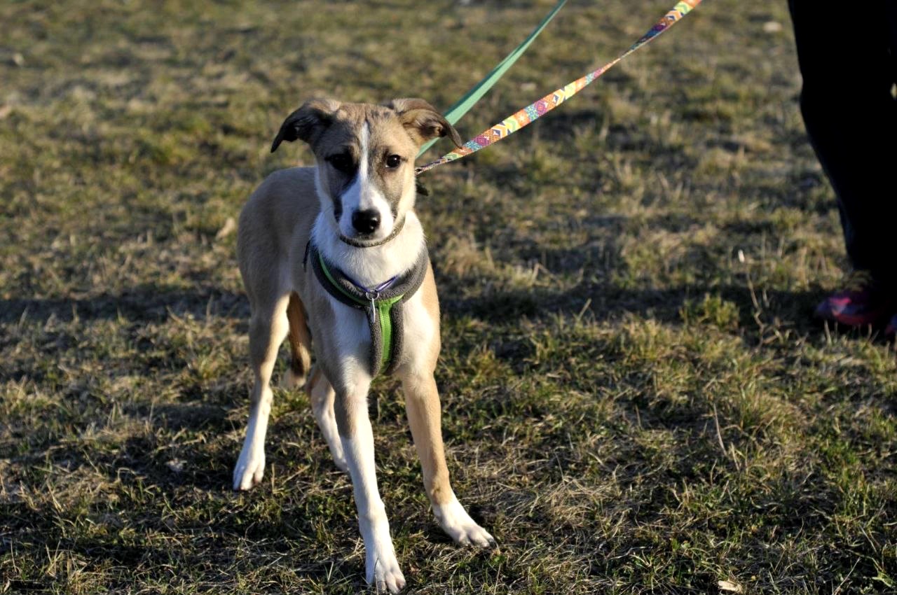 цуценя Голда