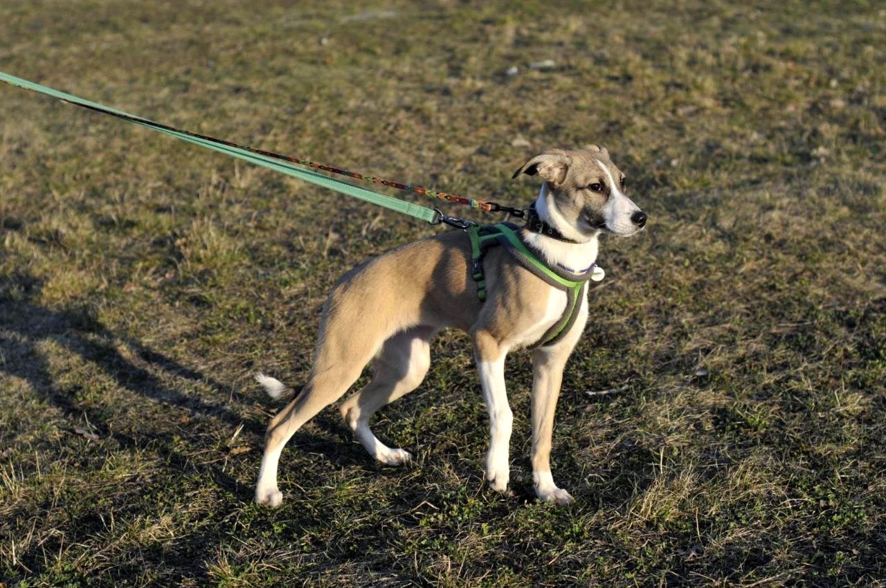 цуценя Голда