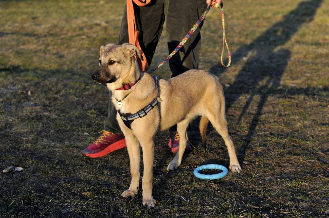 Цуценя Ларго