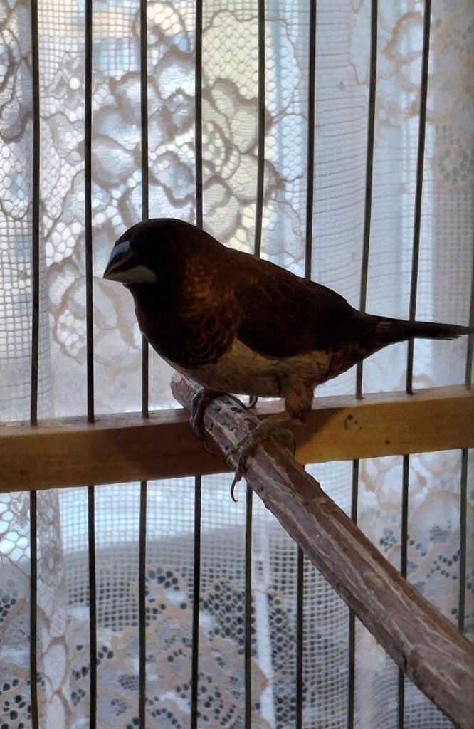 Японська амадина