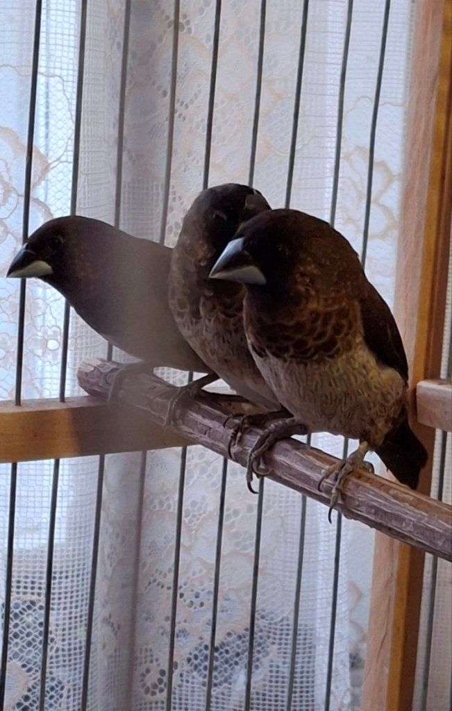 Японська амадина