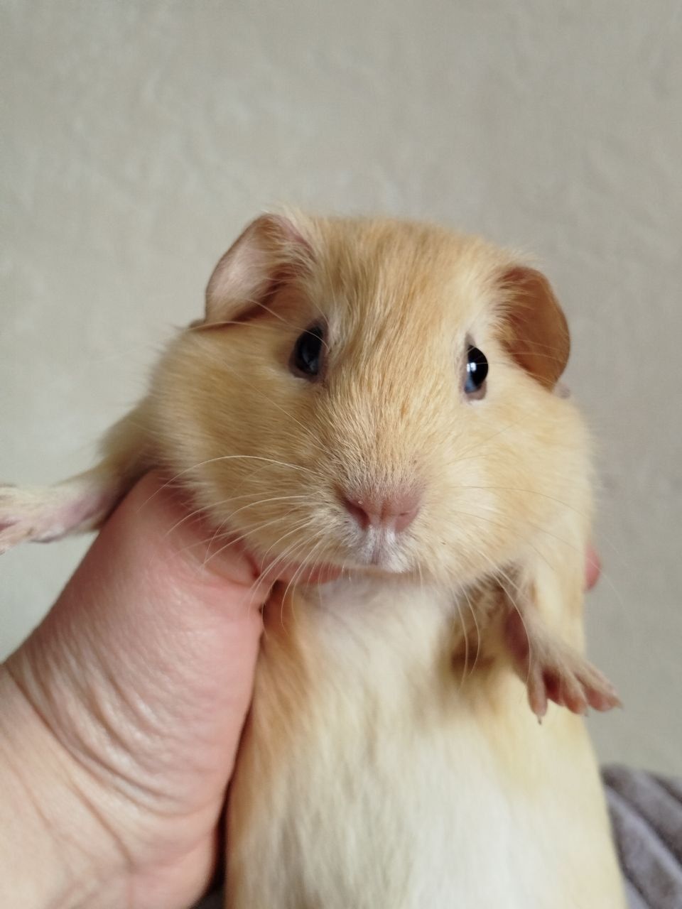 Морская свинка девочка