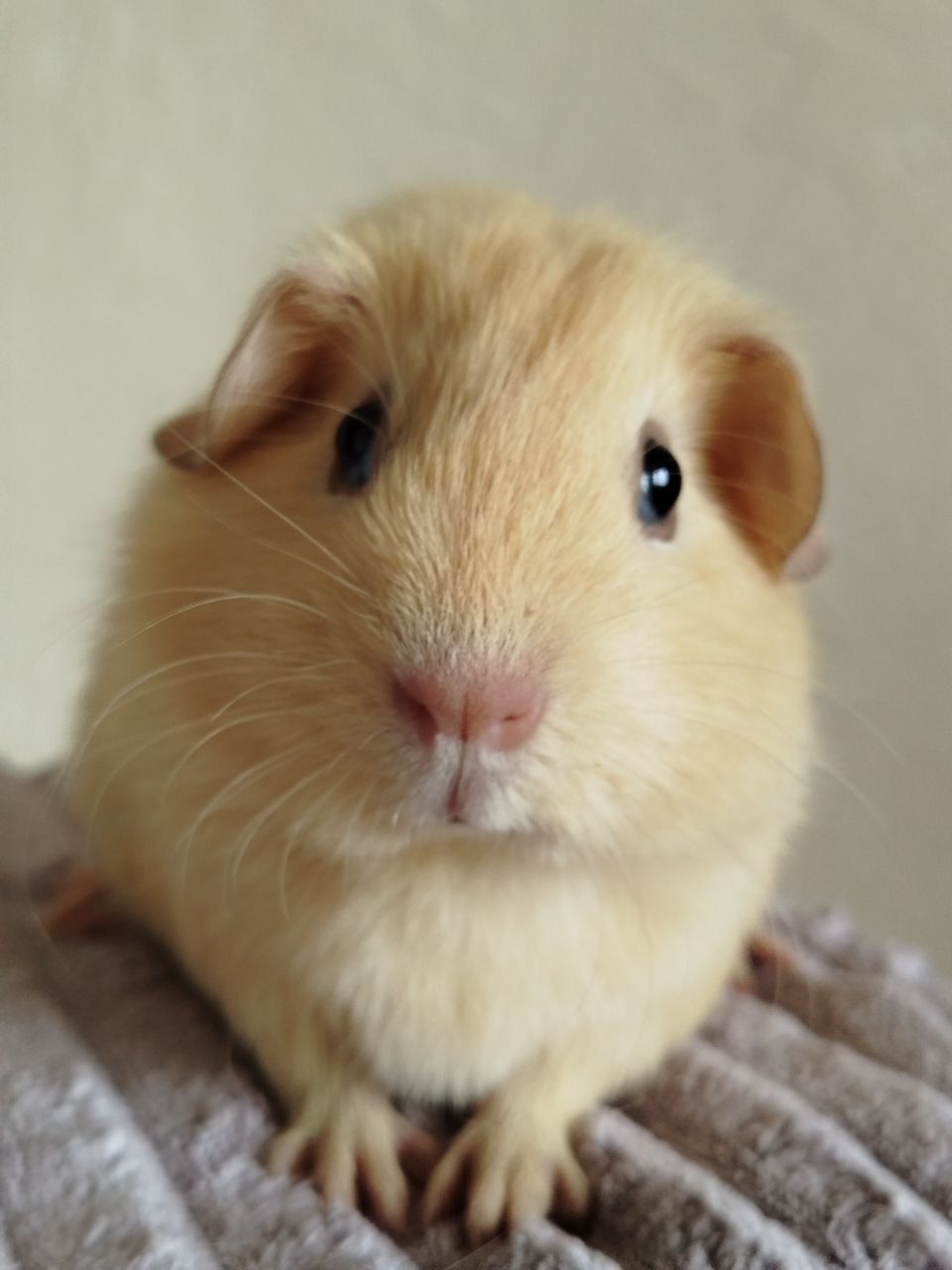 Морская свинка девочка