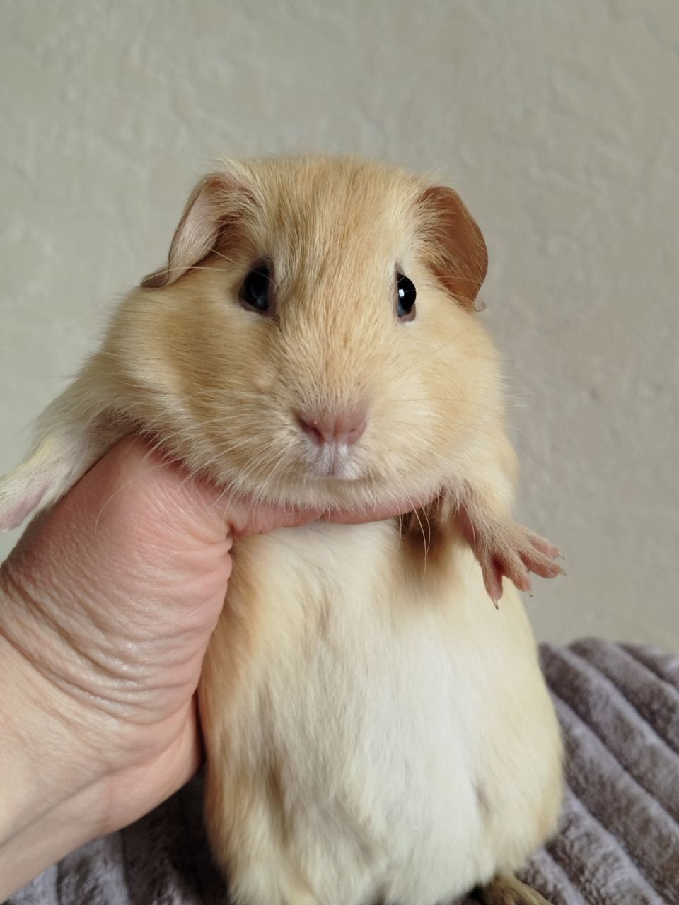 Морская свинка девочка