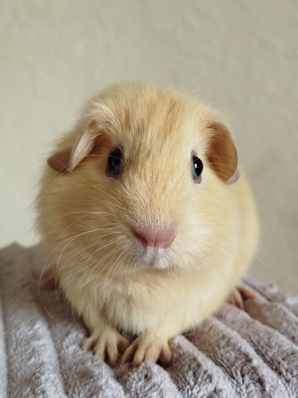 Морская свинка девочка