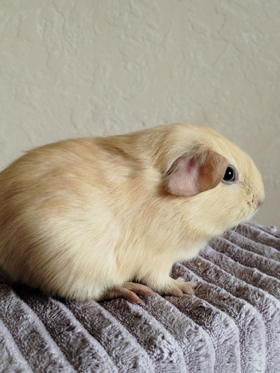 Морская свинка девочка
