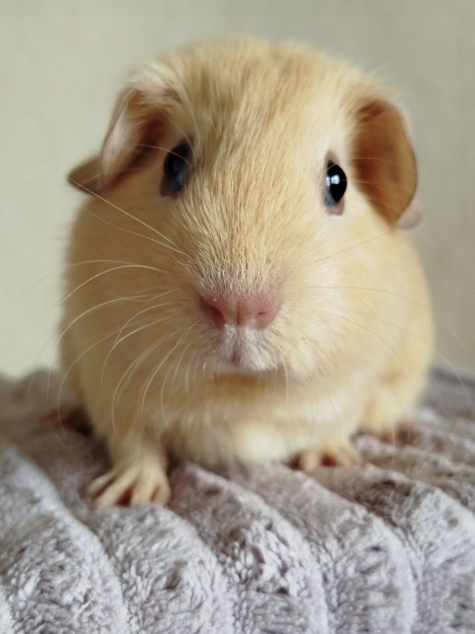 Морская свинка девочка