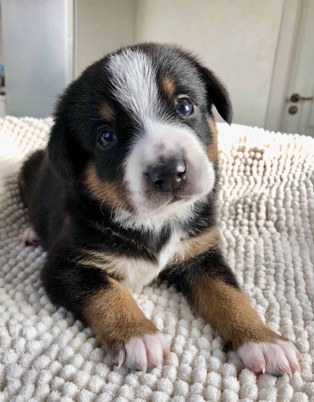Цуценята швейцарської породи Entlebucher Sennenhund