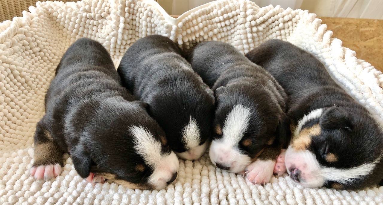 Цуценята швейцарської породи Entlebucher Sennenhund