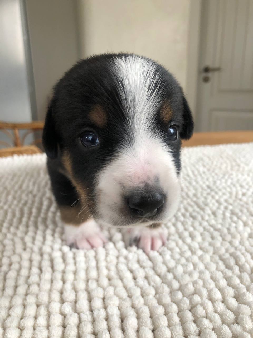 Цуценята швейцарської породи Entlebucher Sennenhund
