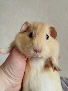 Морская свинка девочка