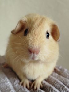 Морская свинка девочка