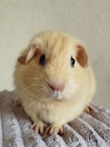 Морская свинка девочка