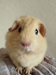 Морская свинка девочка