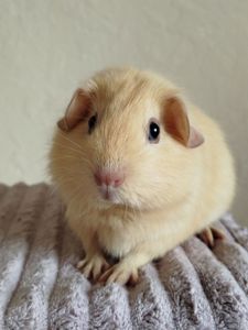 Морская свинка девочка