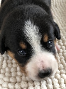 Цуценята швейцарської породи Entlebucher Sennenhund