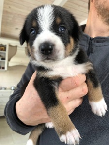 Цуценята швейцарської породи Entlebucher Sennenhund