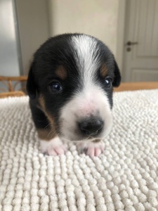 Цуценята швейцарської породи Entlebucher Sennenhund