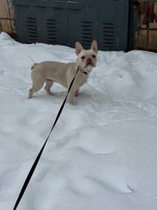 Француз хлопчик 1 рік