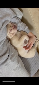 Француз хлопчик 1 рік