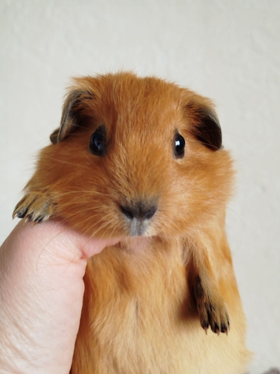 Морская свинка мальчик Калифорния