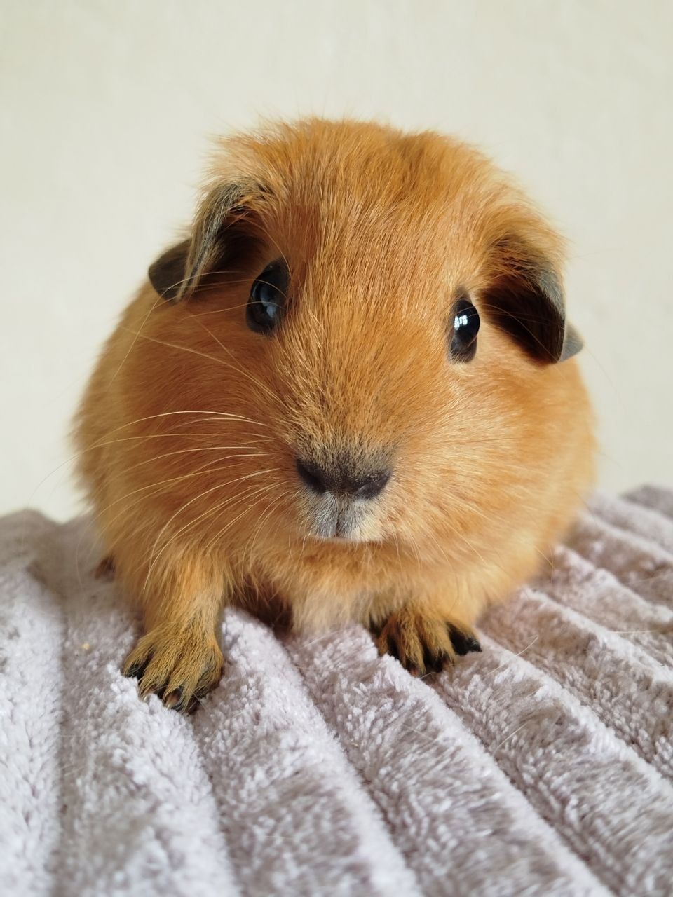 Морская свинка мальчик Калифорния