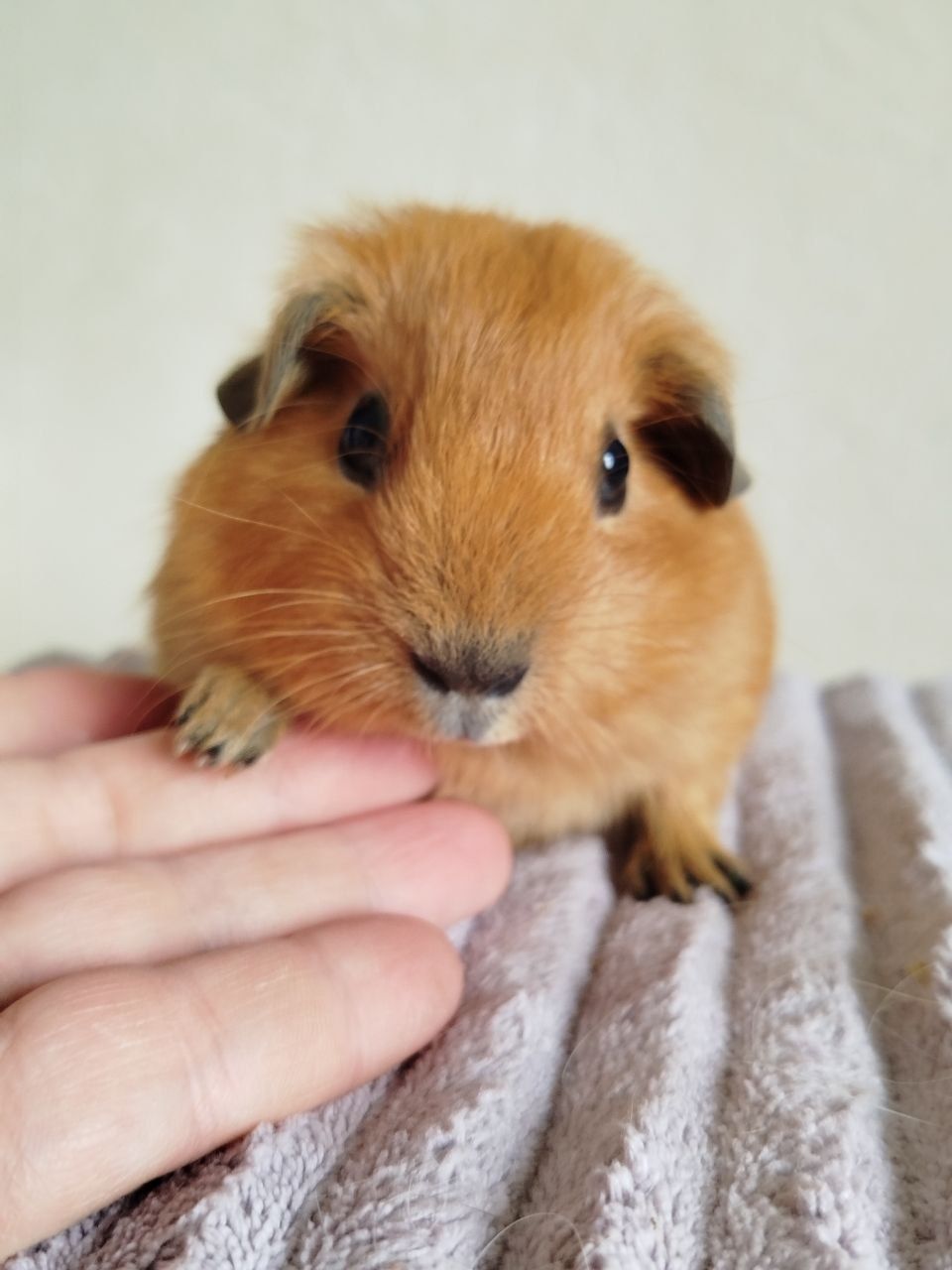 Морская свинка мальчик Калифорния