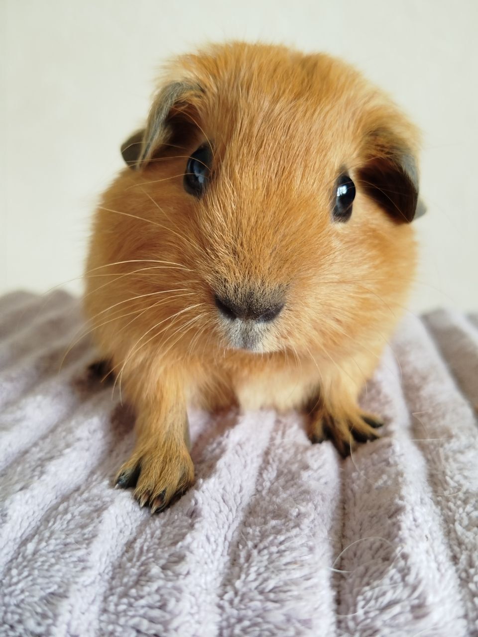Морская свинка мальчик Калифорния