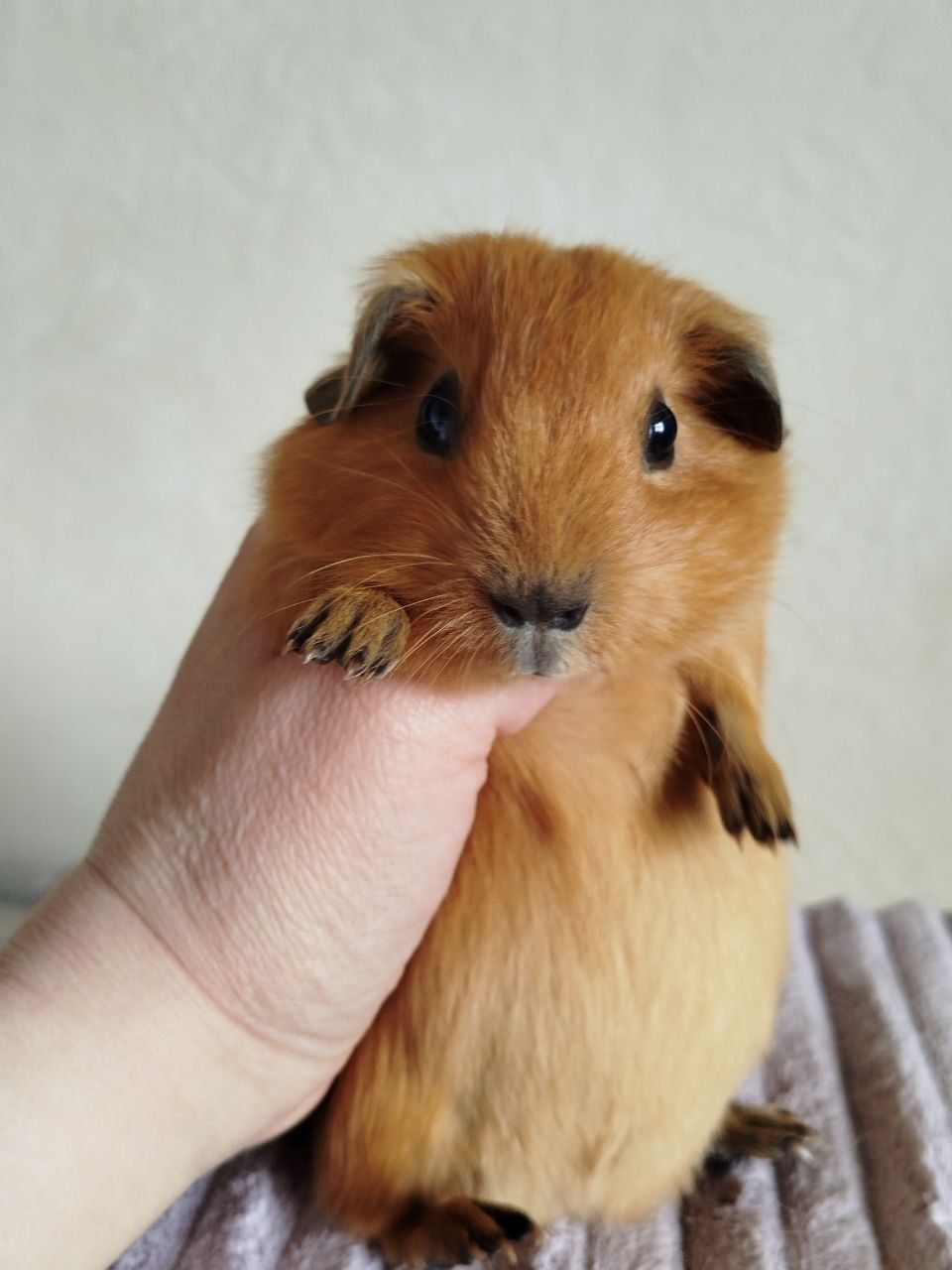 Морская свинка мальчик Калифорния