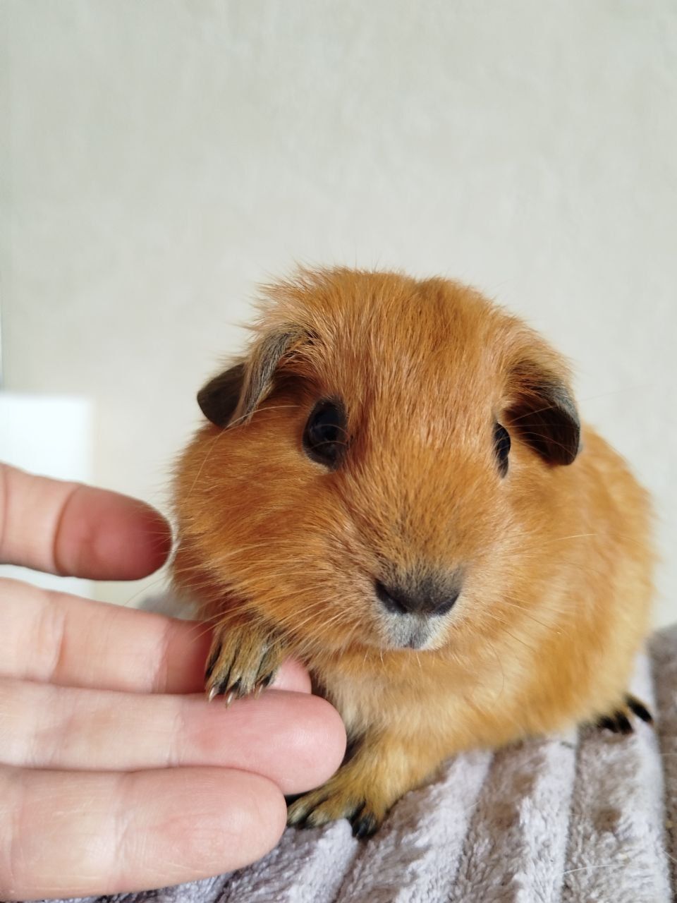 Морская свинка мальчик Калифорния