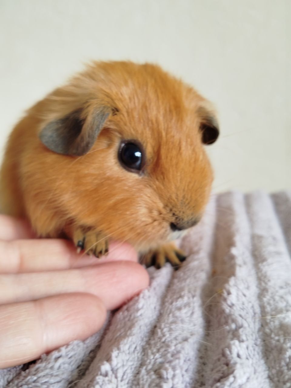 Морская свинка мальчик Калифорния