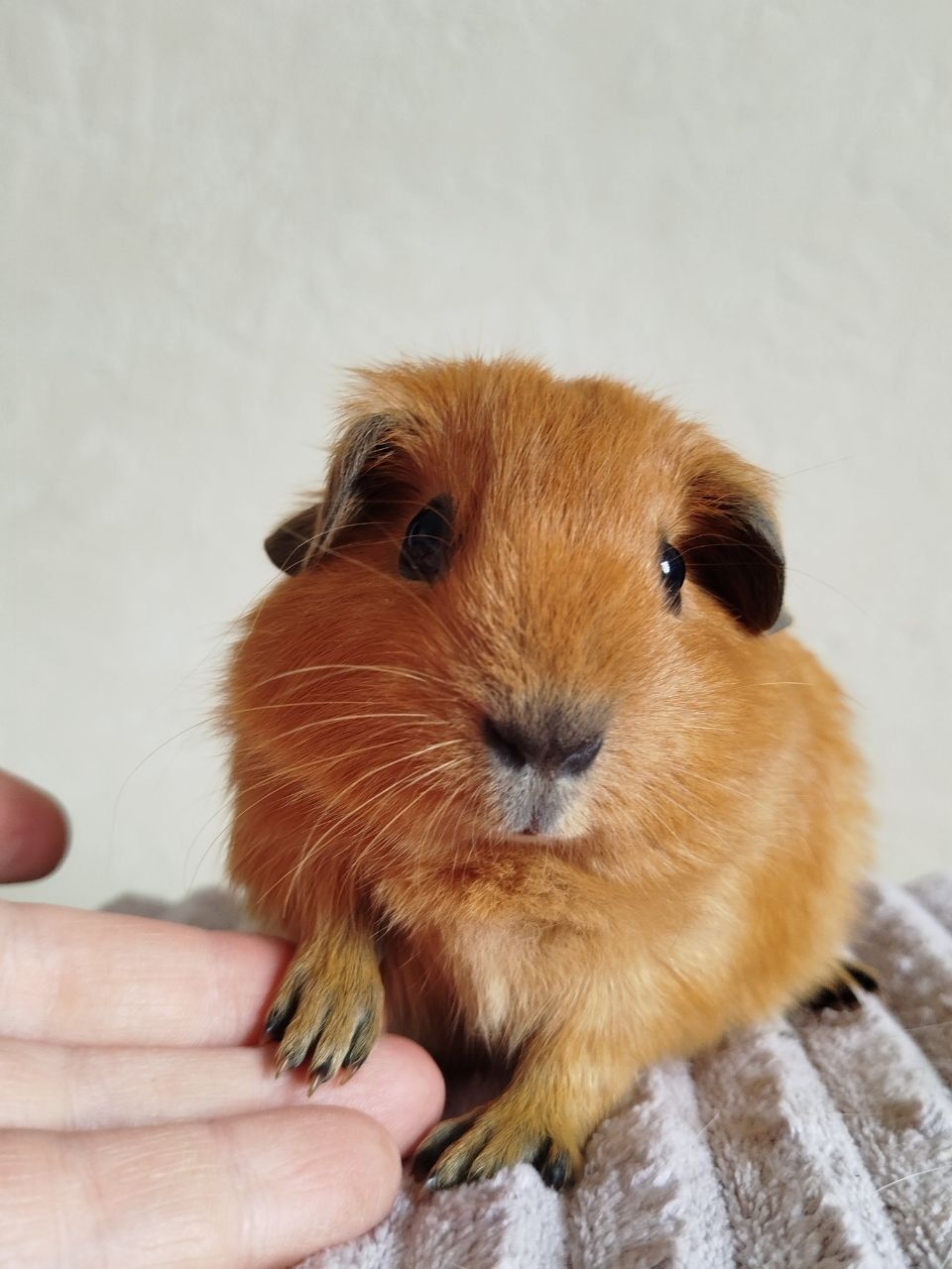 Морская свинка мальчик Калифорния