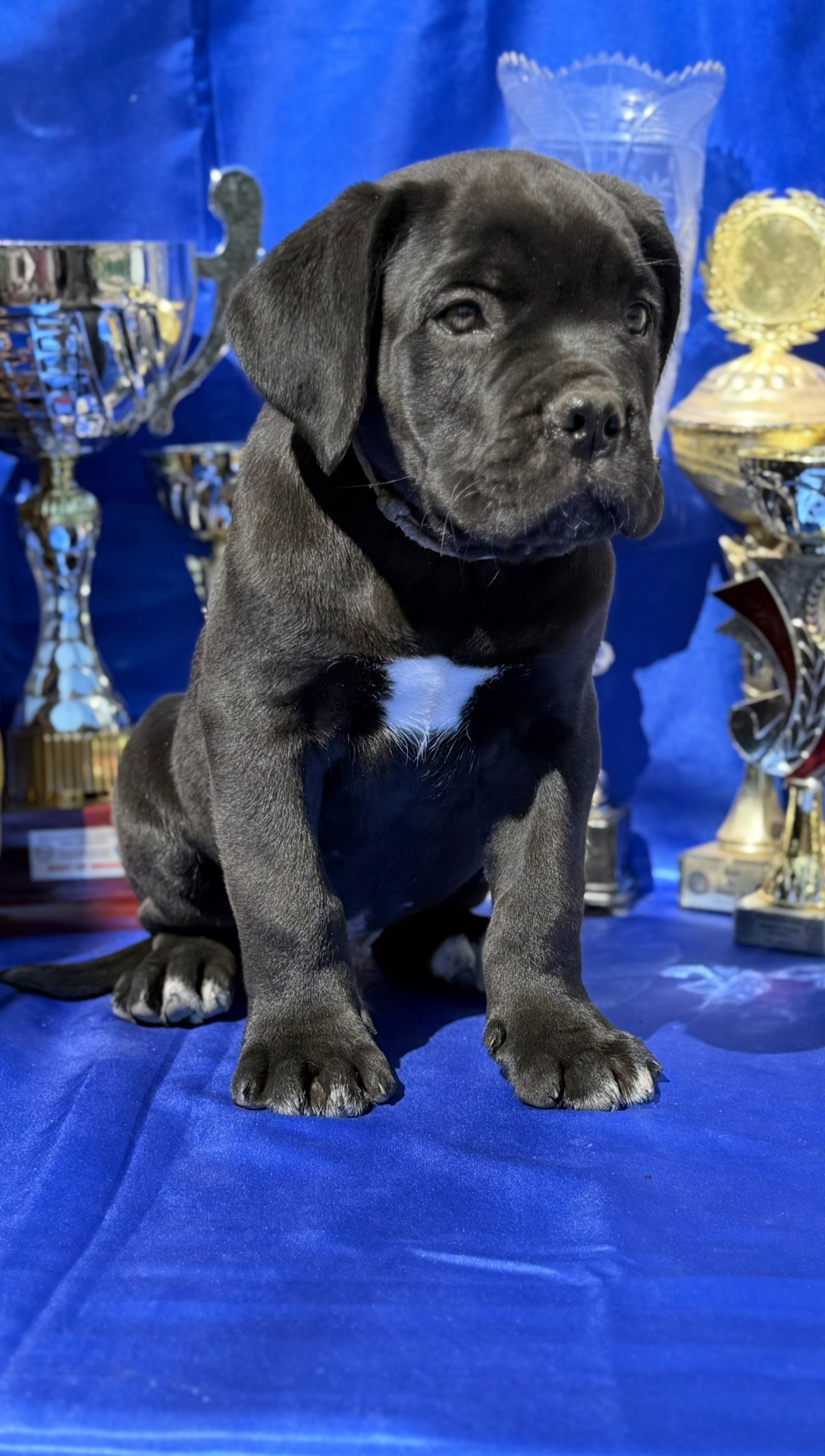 Кане Корсо КСУ