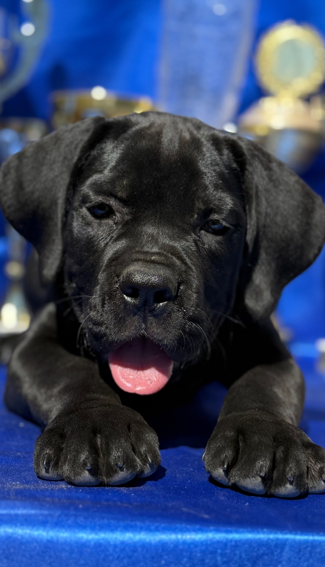 Кане Корсо КСУ